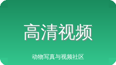 高清视频